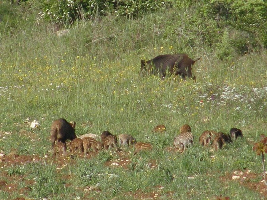 I cinghiali del Parco Nazionale dell''Alta Murgia...